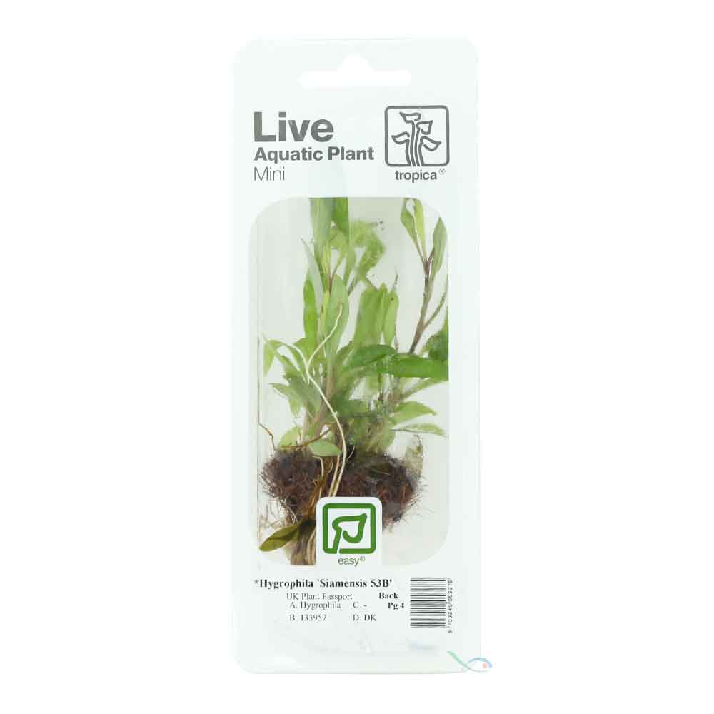 Tropica Single Package Mini Hygrophila Siamensis 53B