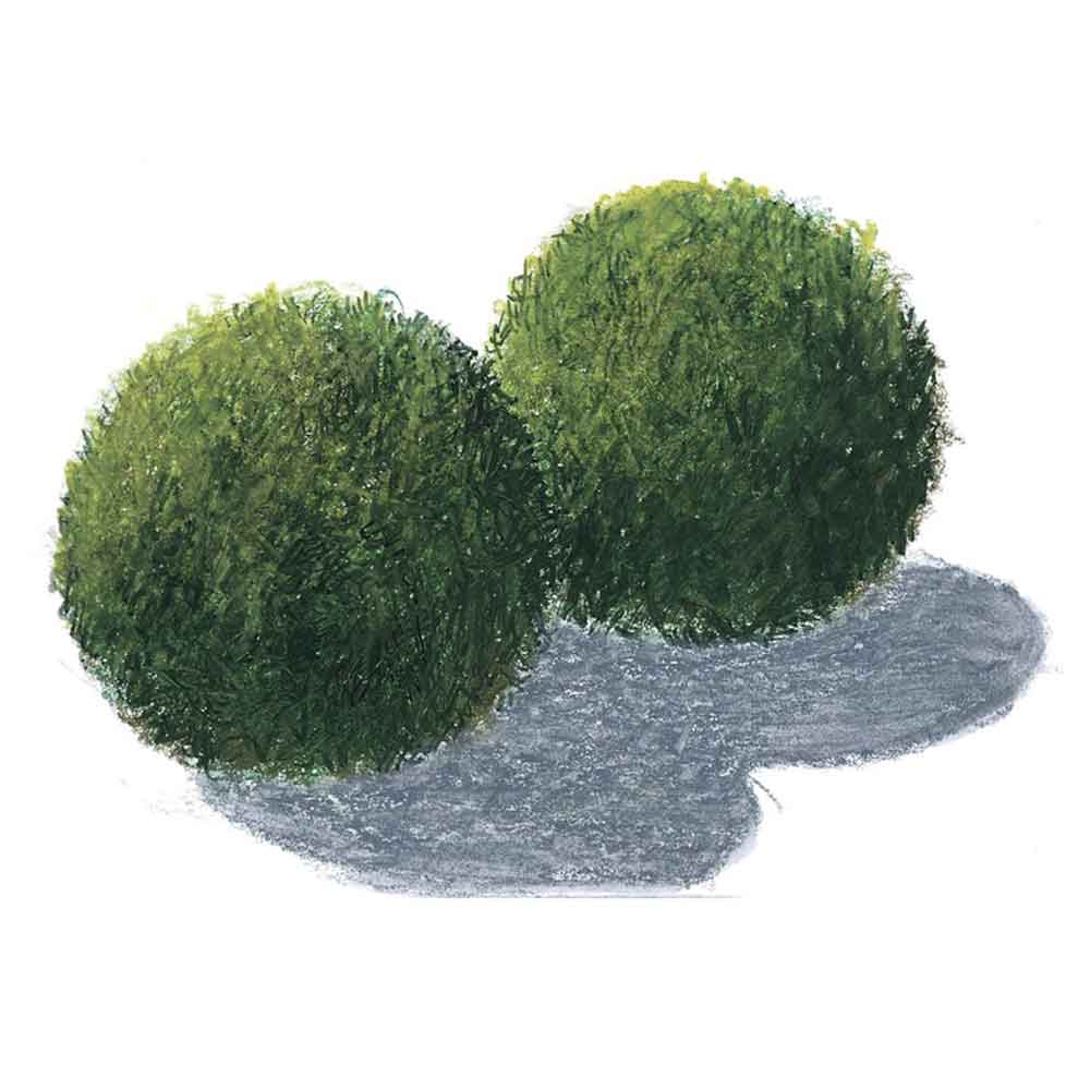 Tropica Single Package Mini Aegagropila linnaei