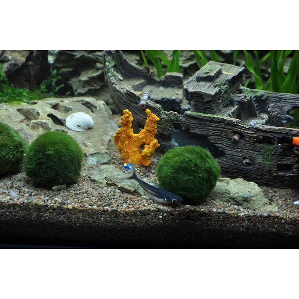 Tropica Single Package Mini Aegagropila linnaei