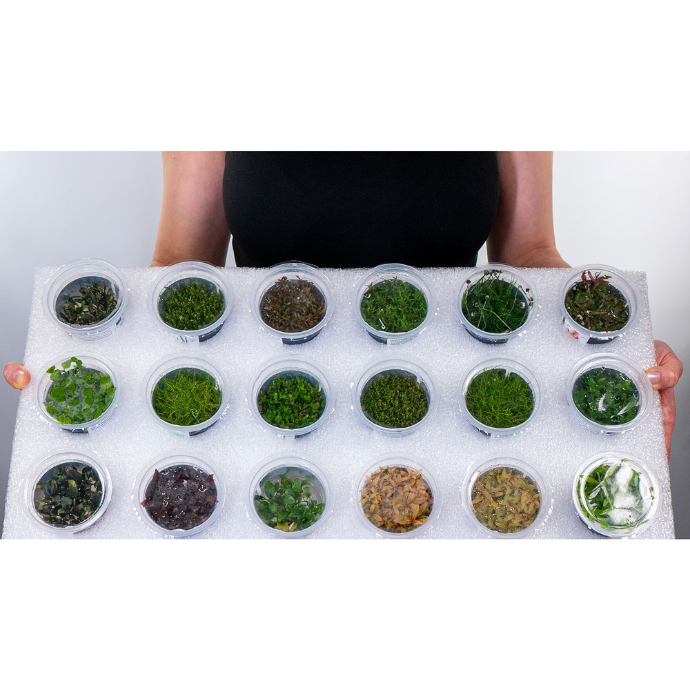 Aqua Art Pogostemon erectus in Vitro Cup