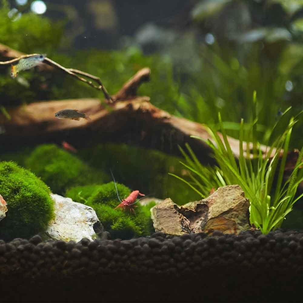 Seachem Aquavitro Aquasolum Substrato Fondo Fertile Black 2kg