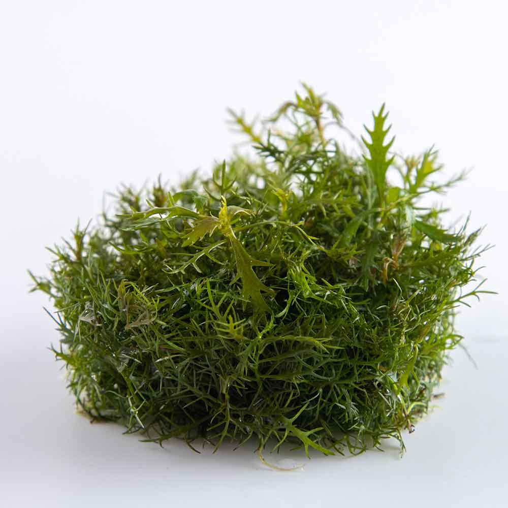 Tropica 1•2•Grow! Proserpinaca palustris "Cuba" in Vitro Cup