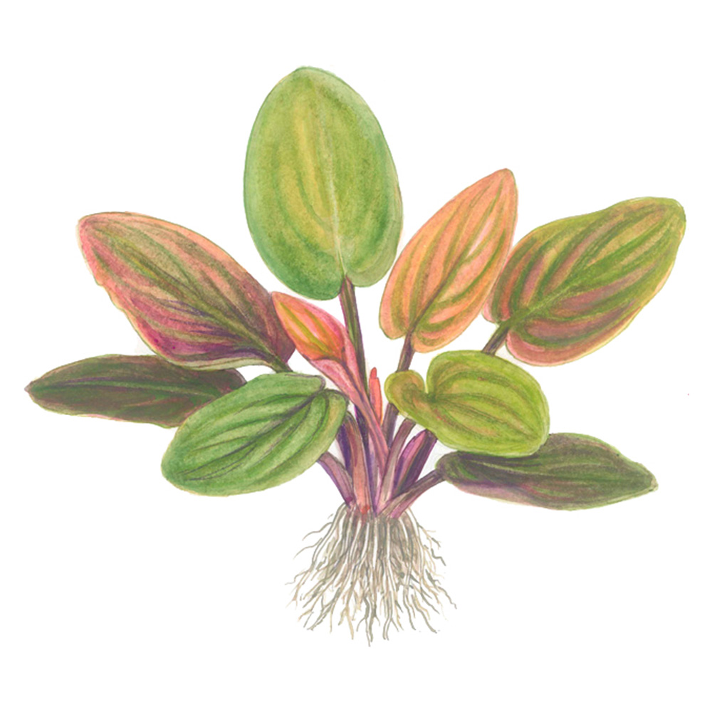 Tropica Lagenandra Meeboldii "Red" in vasetto