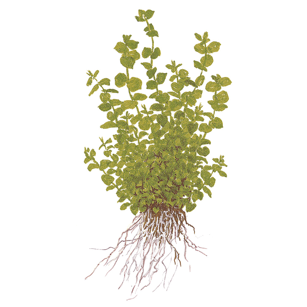 Tropica Micranthemum Umbrosum in vasetto