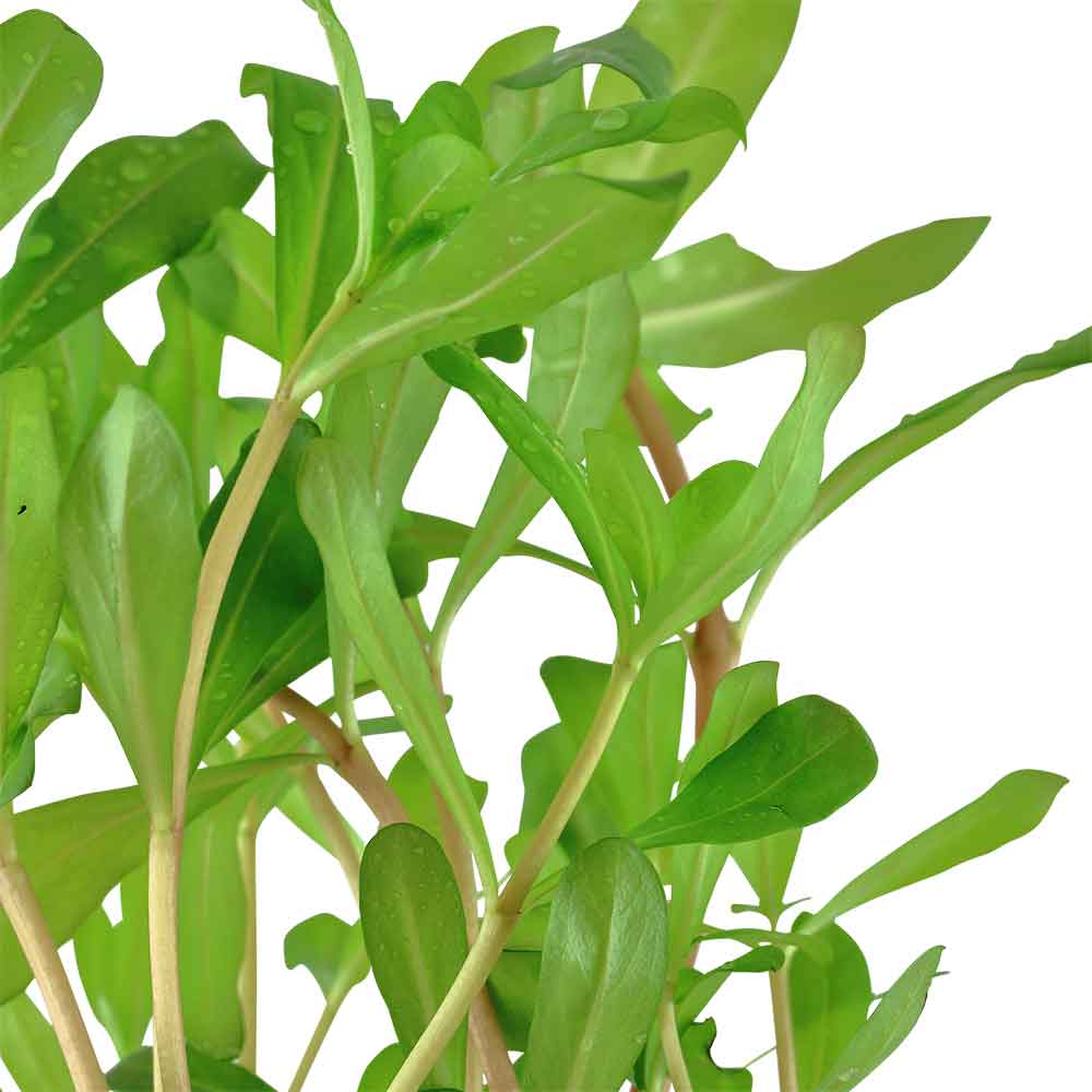 Tropica Nesaea Crassicaulis in vasetto