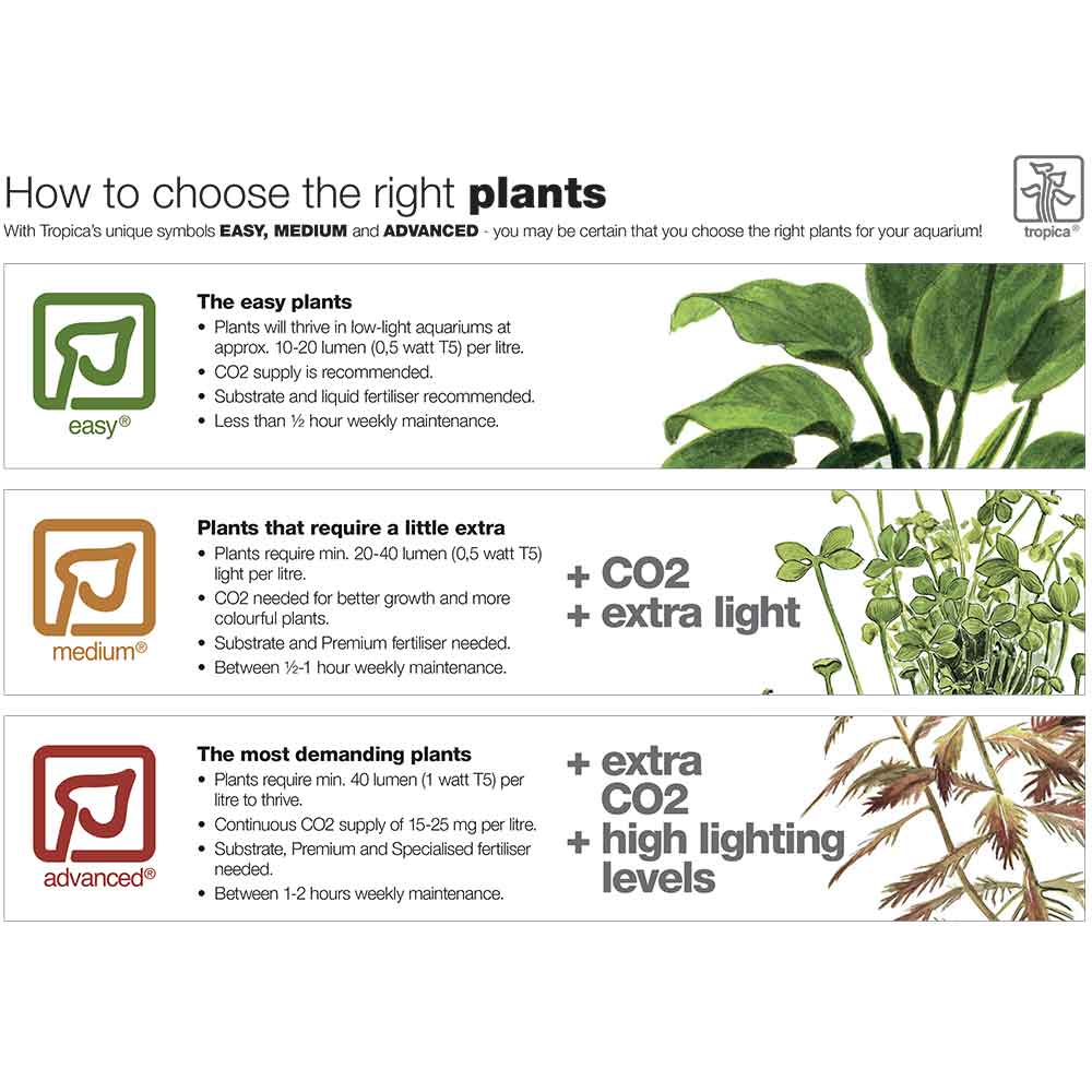 Tropica Nesaea Crassicaulis in vasetto