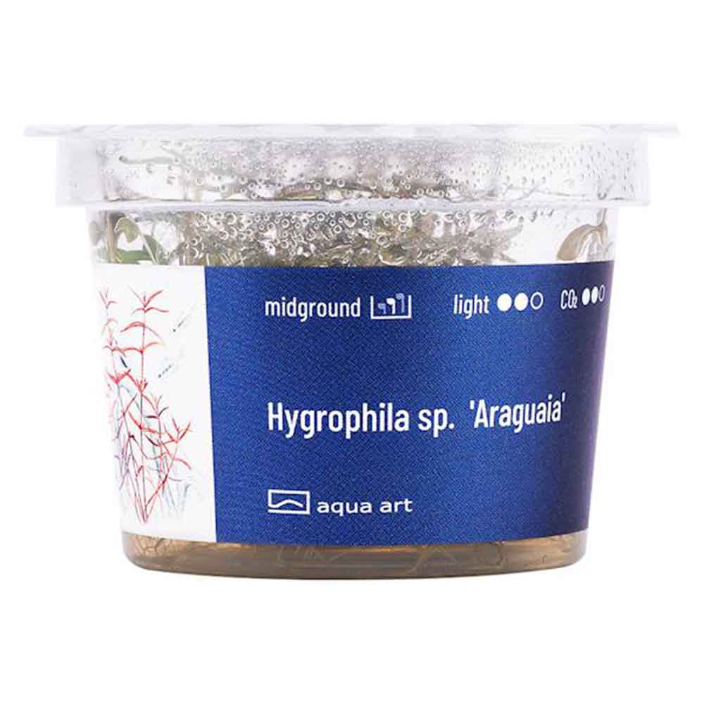 Aqua Art Hygrophila sp. "Araguaia" in Vitro Cup