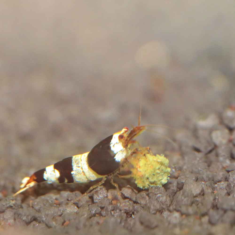 Jbl ProNovo Shrimps Grano S con Spirulina 1000ml 580gr