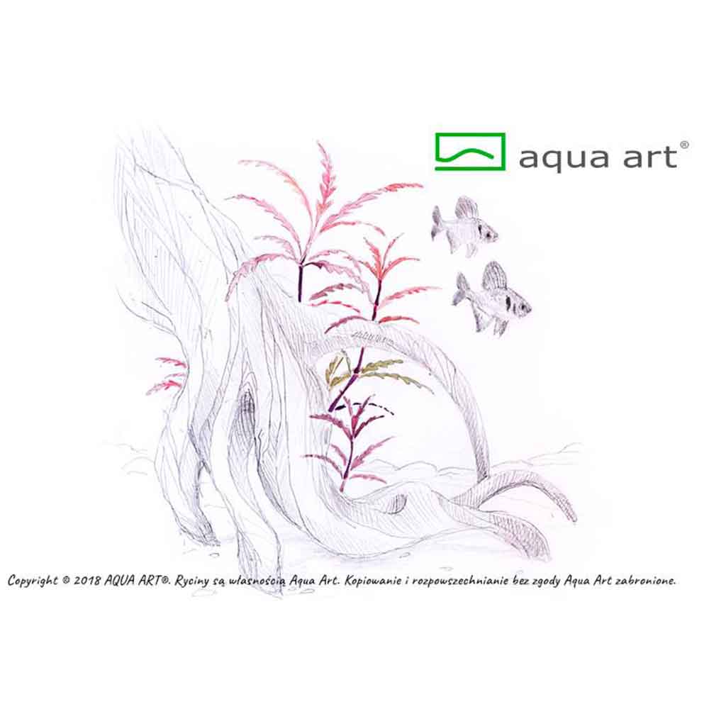 Aqua Art Hygrophila pinnatifida in Vitro Cup