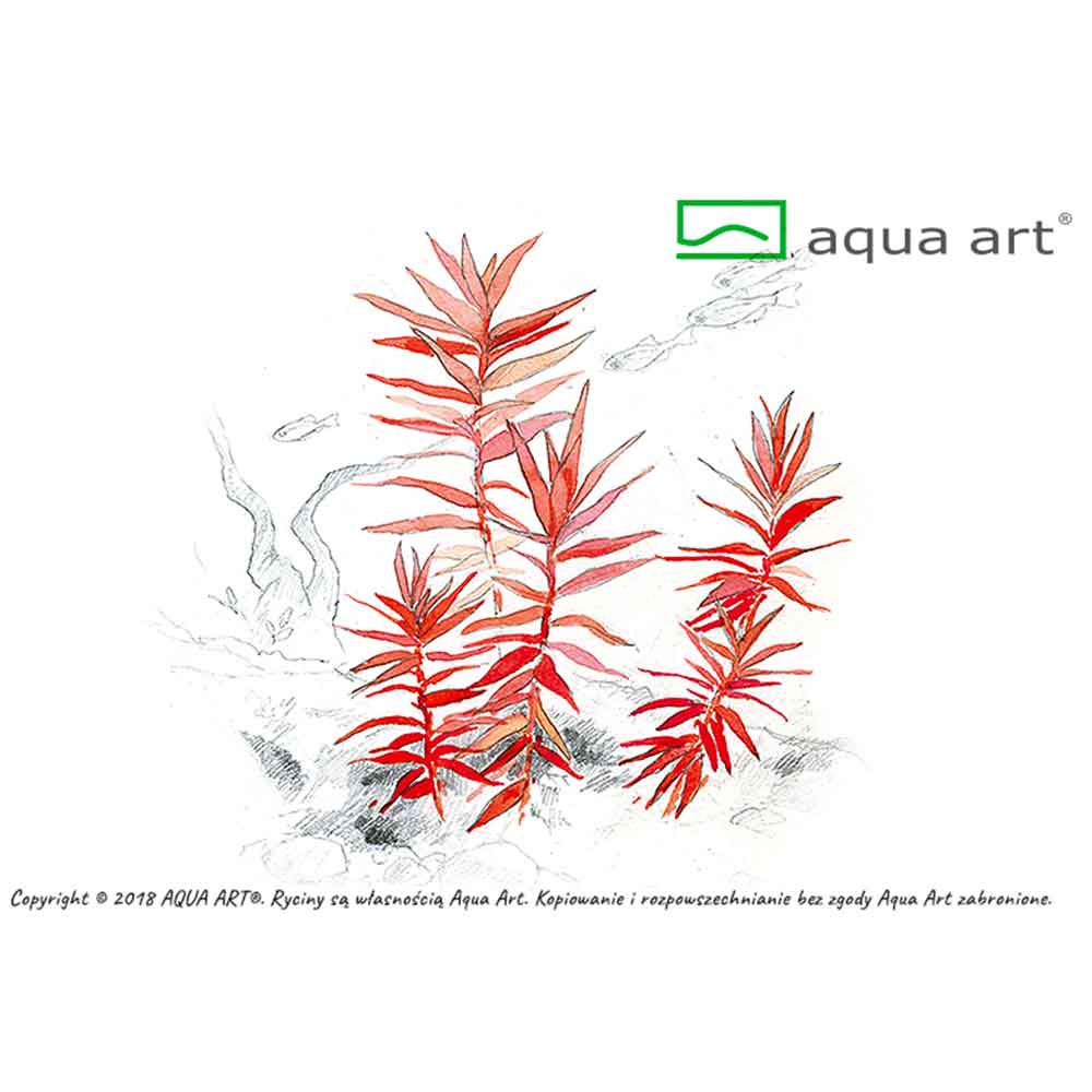 Aqua Art Ammania senegalensis in Vitro Cup