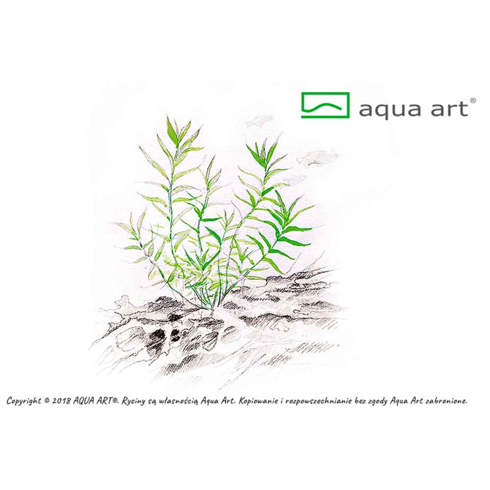 Aqua Art Heteranthera zosterifolia in Vitro Cup