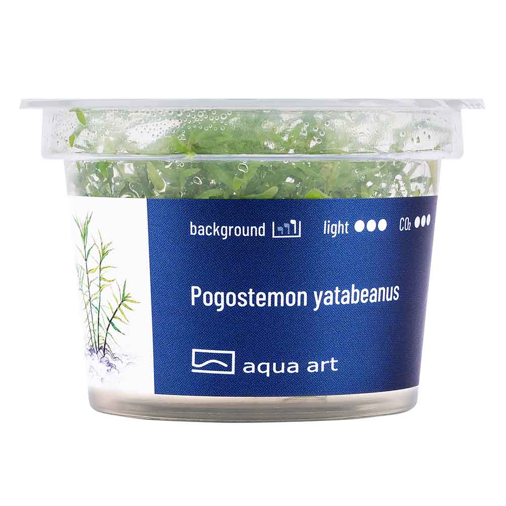Aqua Art Pogostemon yatabeanus in Vitro Cup