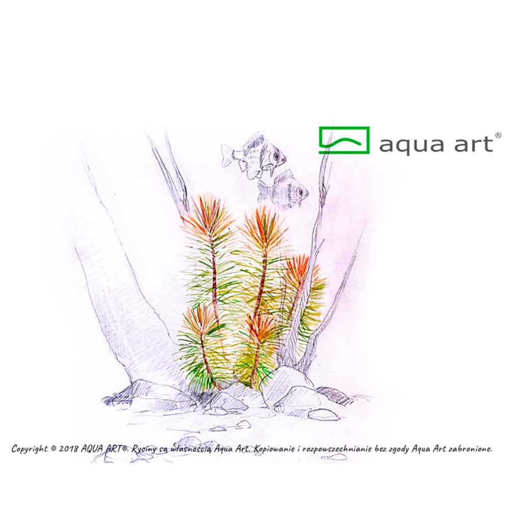 Aqua Art Pogostemon erectus in Vitro Cup