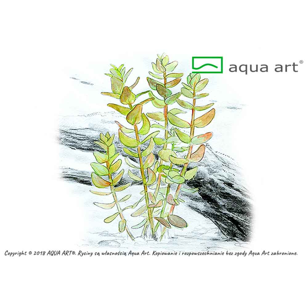Aqua Art Bacopa caroliniana in Vitro Cup