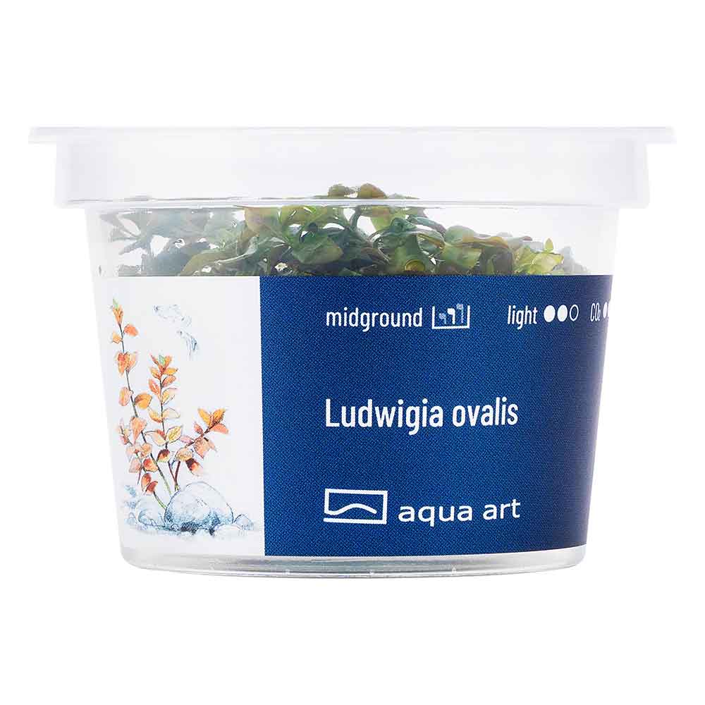 Aqua Art Ludwigia ovalis in Vitro Cup