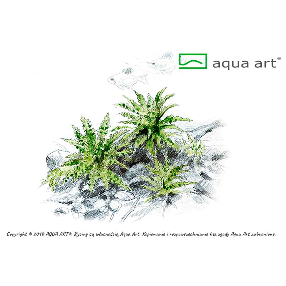 Aqua Art Pogostemon helferi in Vitro Cup