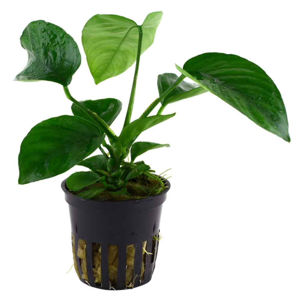 Tropica Anubias Barteri Caladiifolia in vasetto