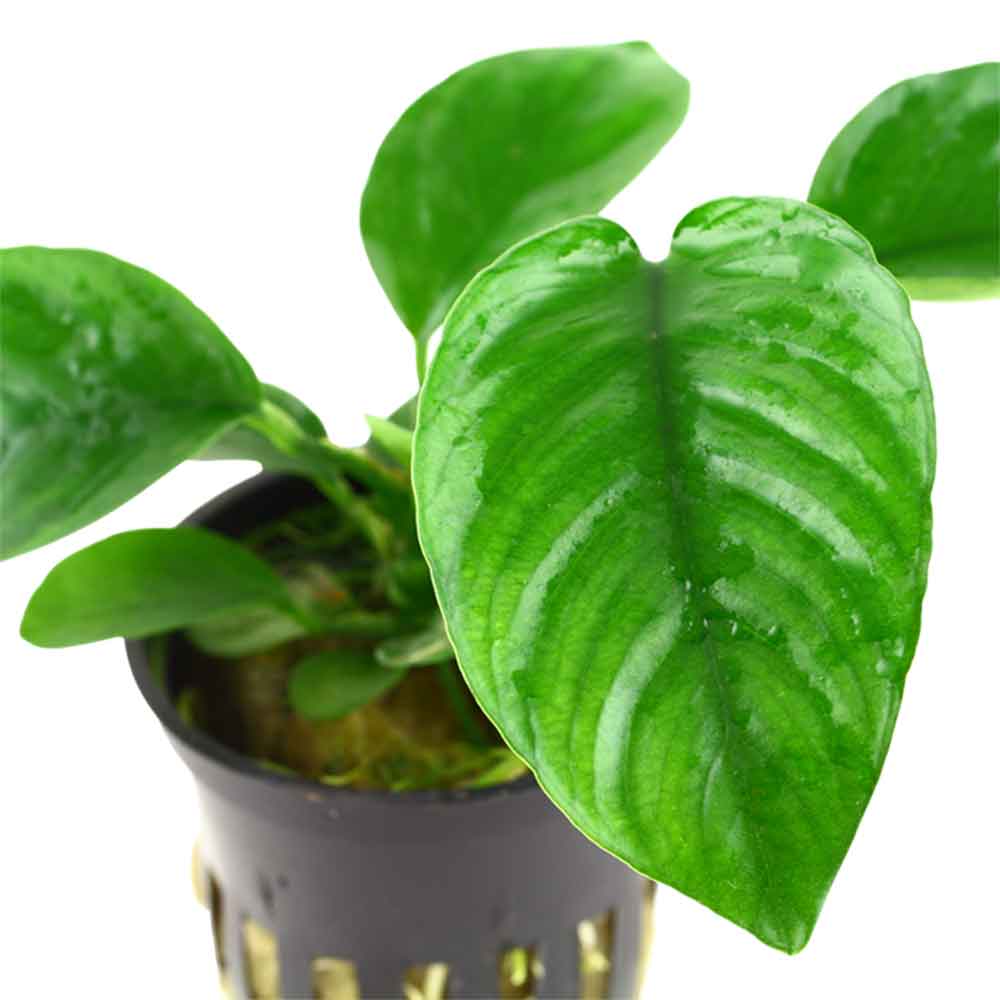 Tropica Anubias Barteri Caladiifolia in vasetto