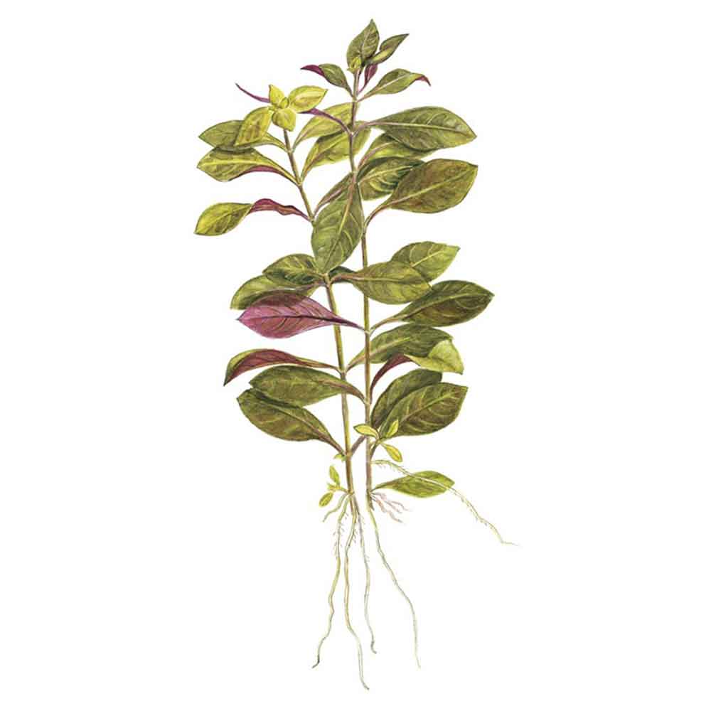 Tropica Ludwigia Repens "Rubin" in vasetto