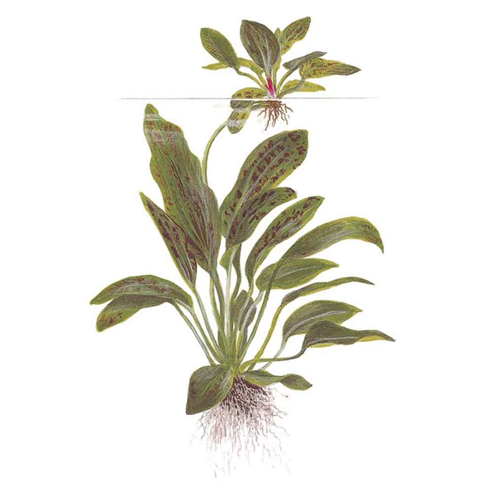 Tropica Echinodorus ’Ozelot’ green in vasetto