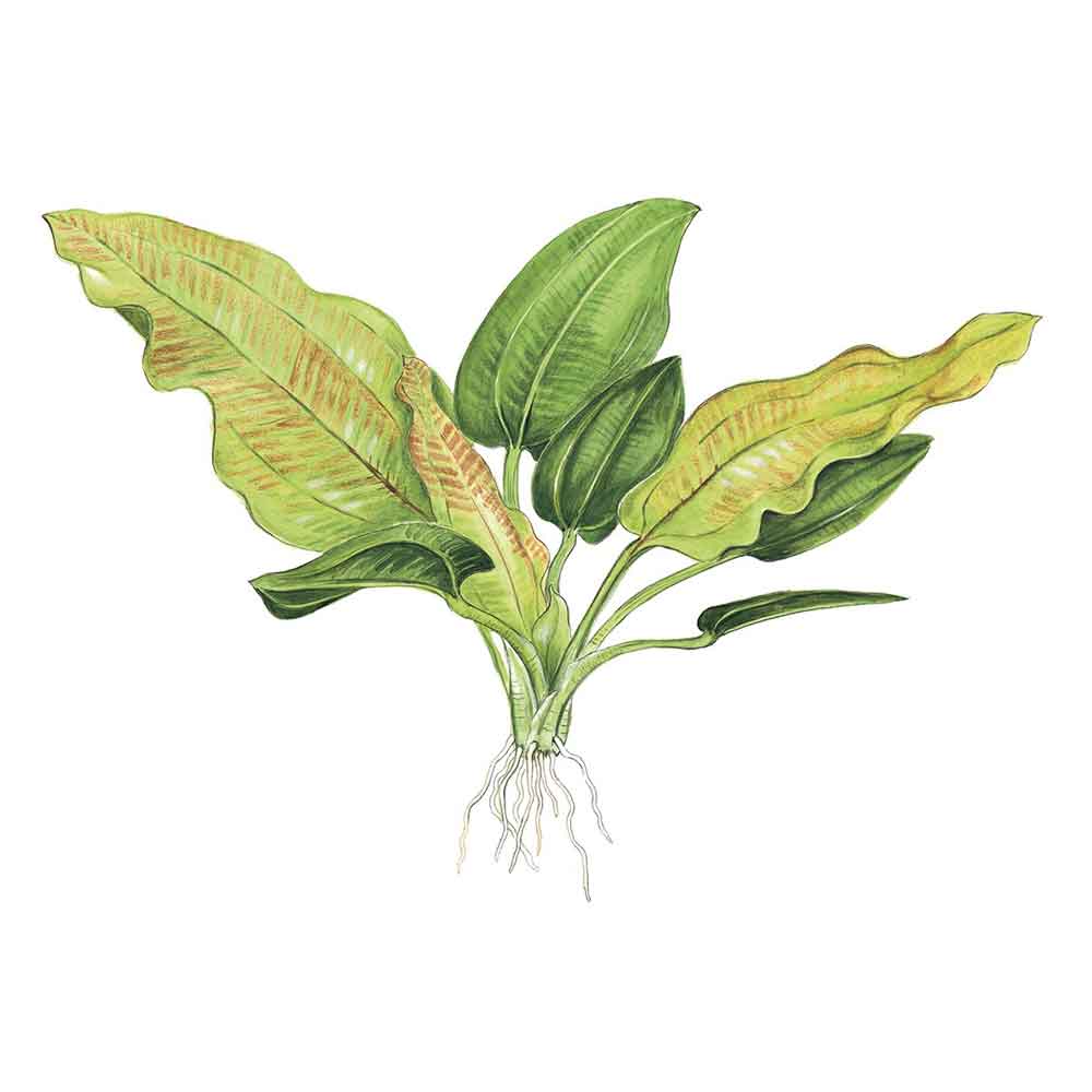 Tropica Echinodorus Cordifolius sp. fluitans in vasetto