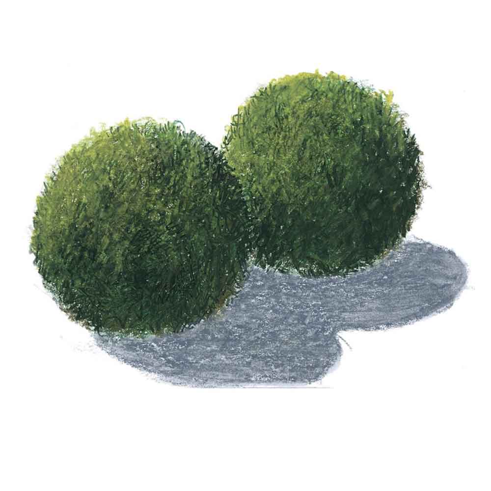 Tropica Cladophora Aegagropila