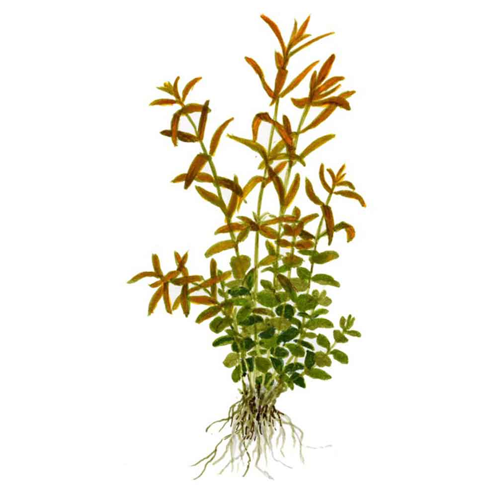 Tropica Rotala Rotundifolia in vasetto
