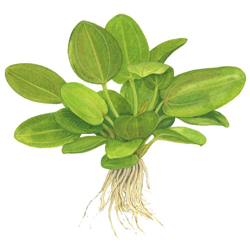 Tropica Echinodorus Aquartica in vasetto