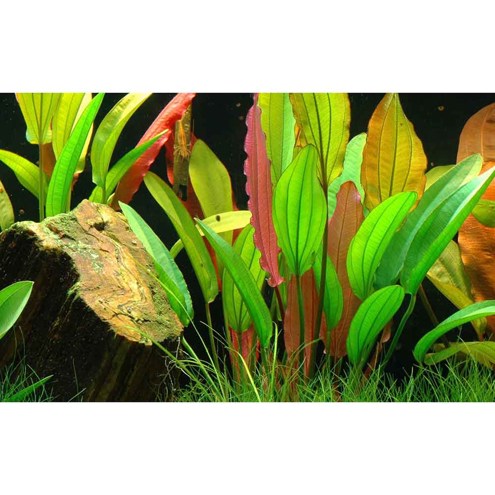 Tropica Echinodorus Red Diamond in vasetto