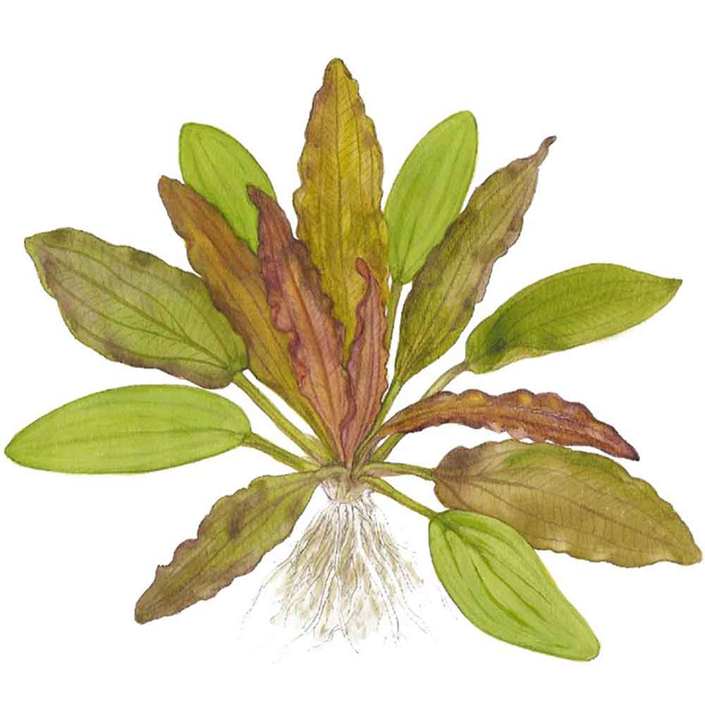 Tropica Echinodorus Red Diamond in vasetto