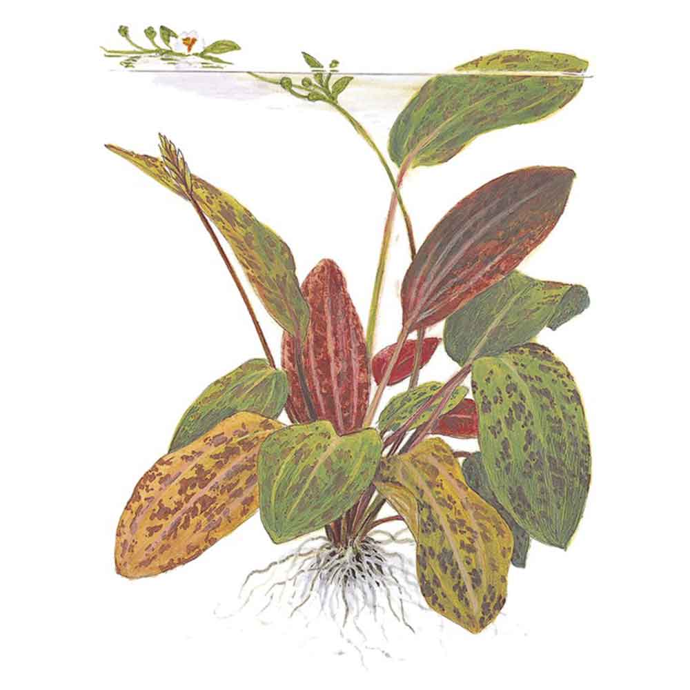 Tropica Echinodorus ’Ozelot’  in vasetto