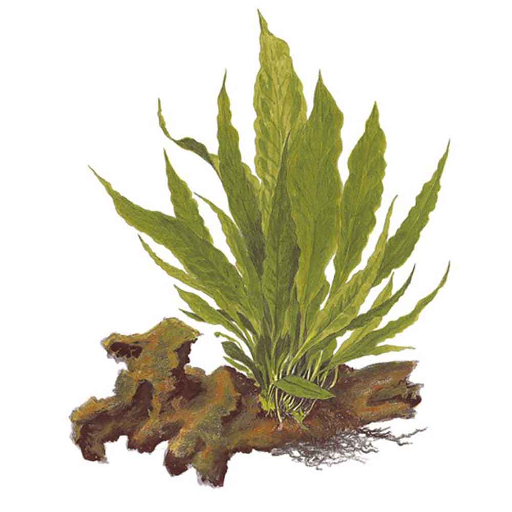 Tropica Microsorum Pteropus in vasetto