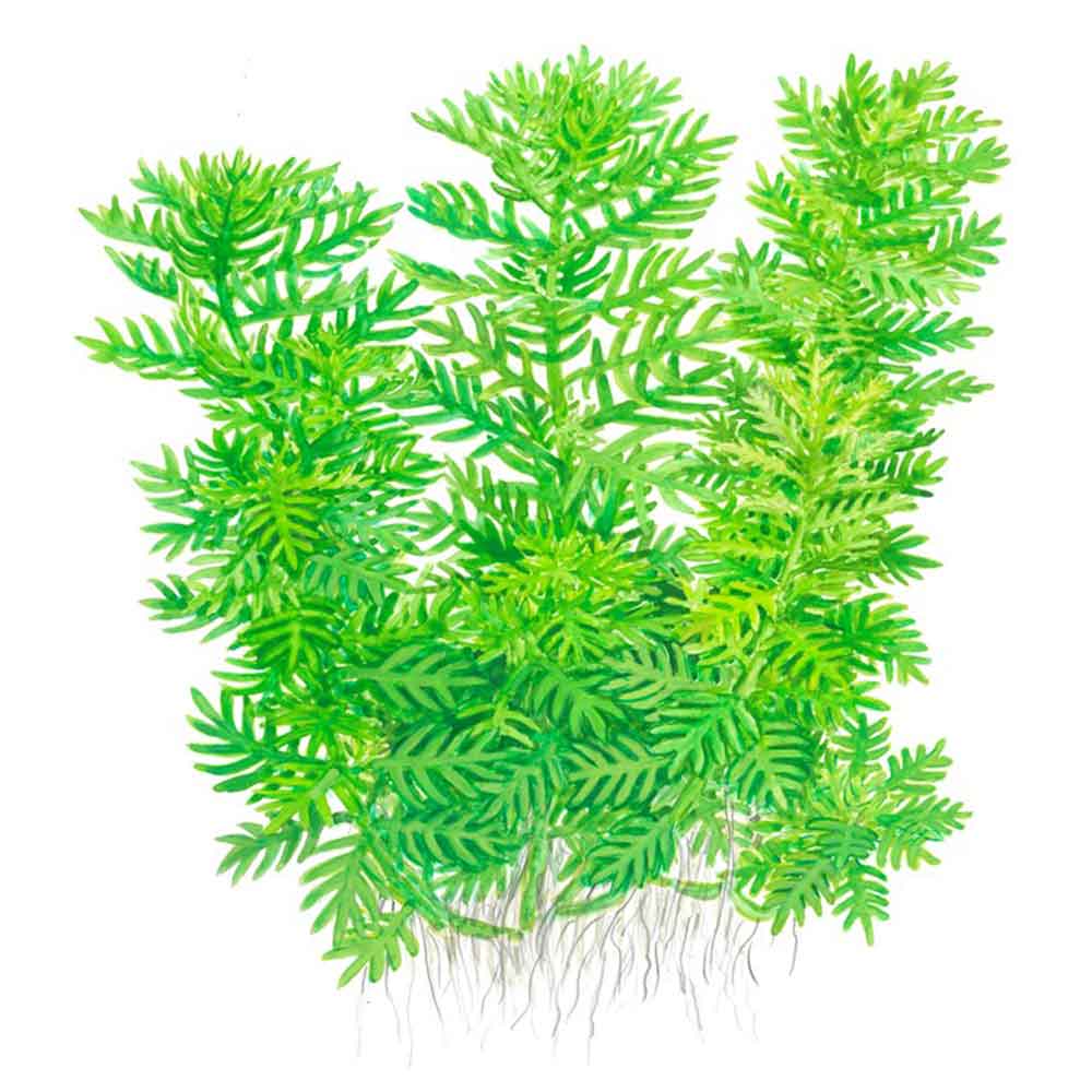 Tropica Hottonia Palustris in vasetto