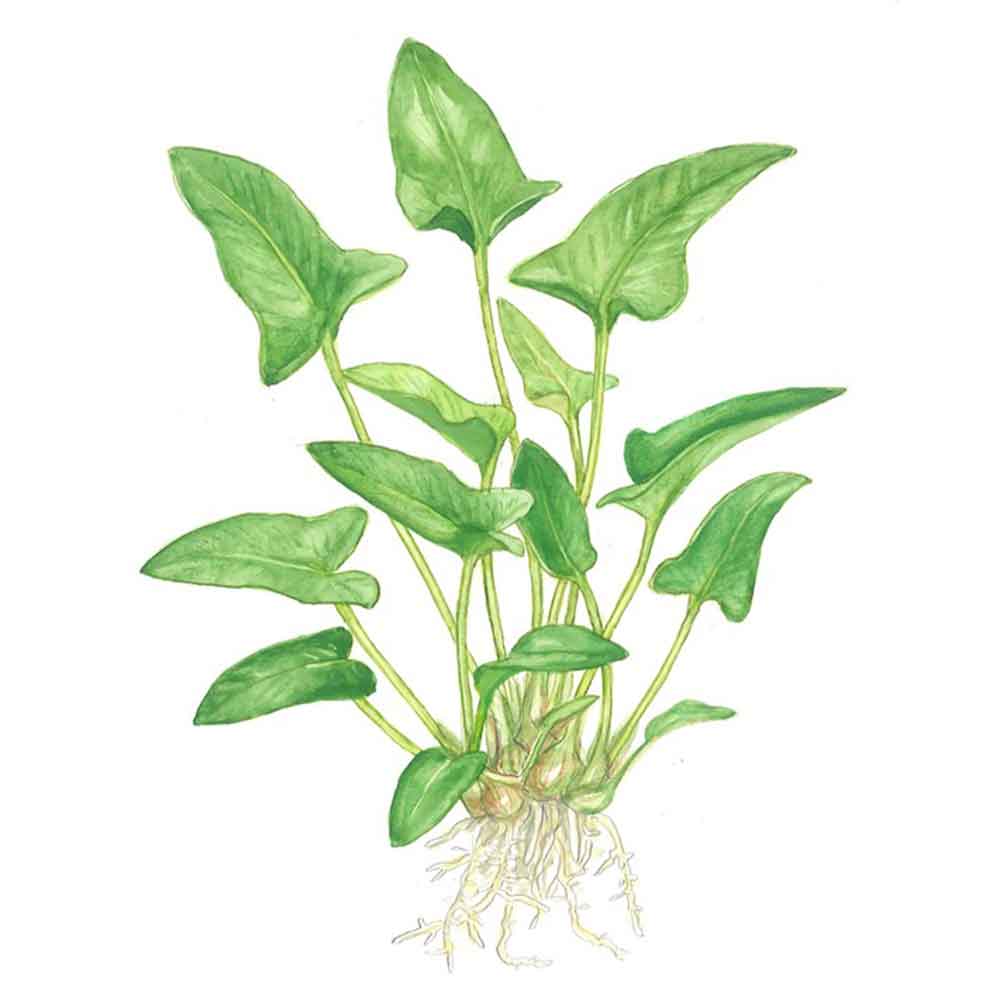 Tropica Anubias Gracilis in vasetto