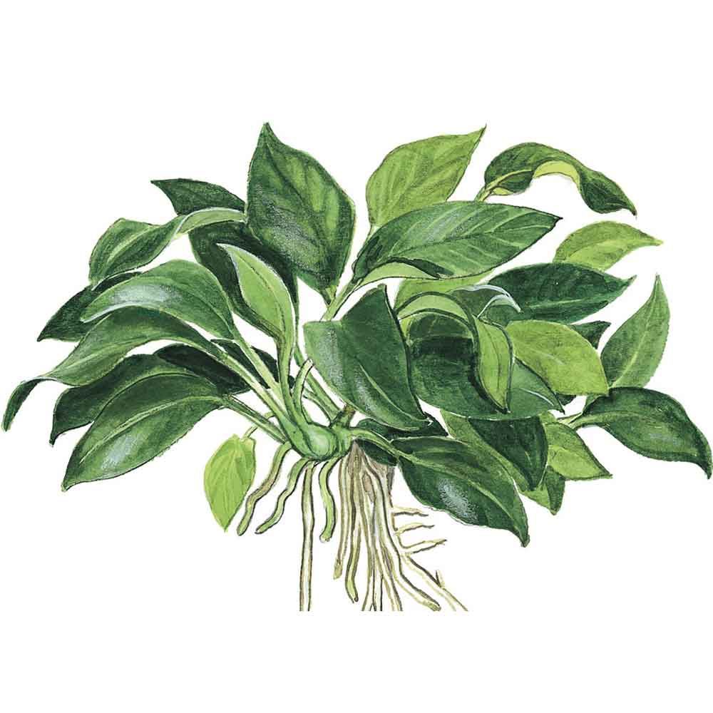 Tropica Anubias Barteri Nana "Petite"in vasetto