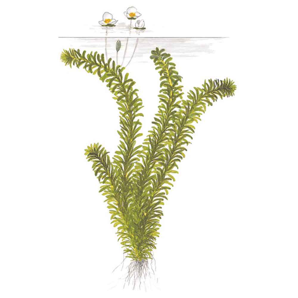 Tropica Egeria Densa in mazzetto