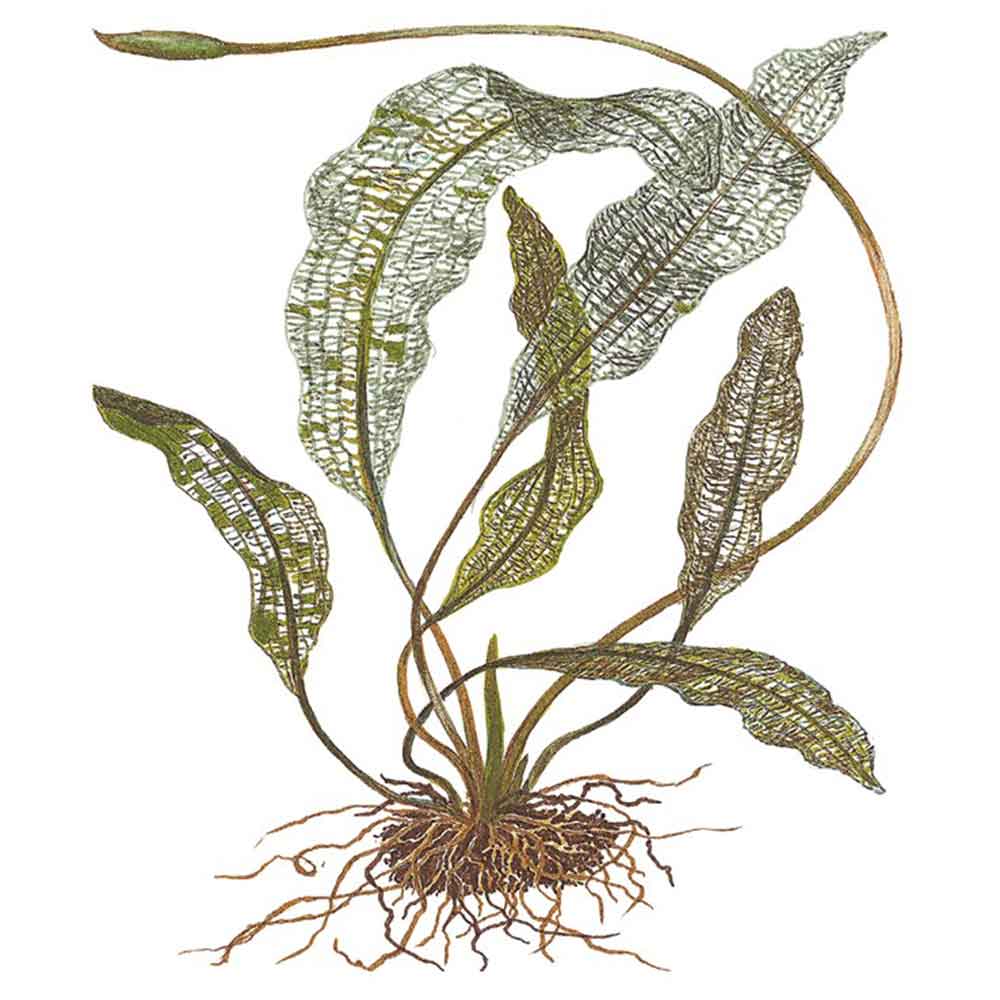 Tropica Aponogeton Madagascariensis a bulbo