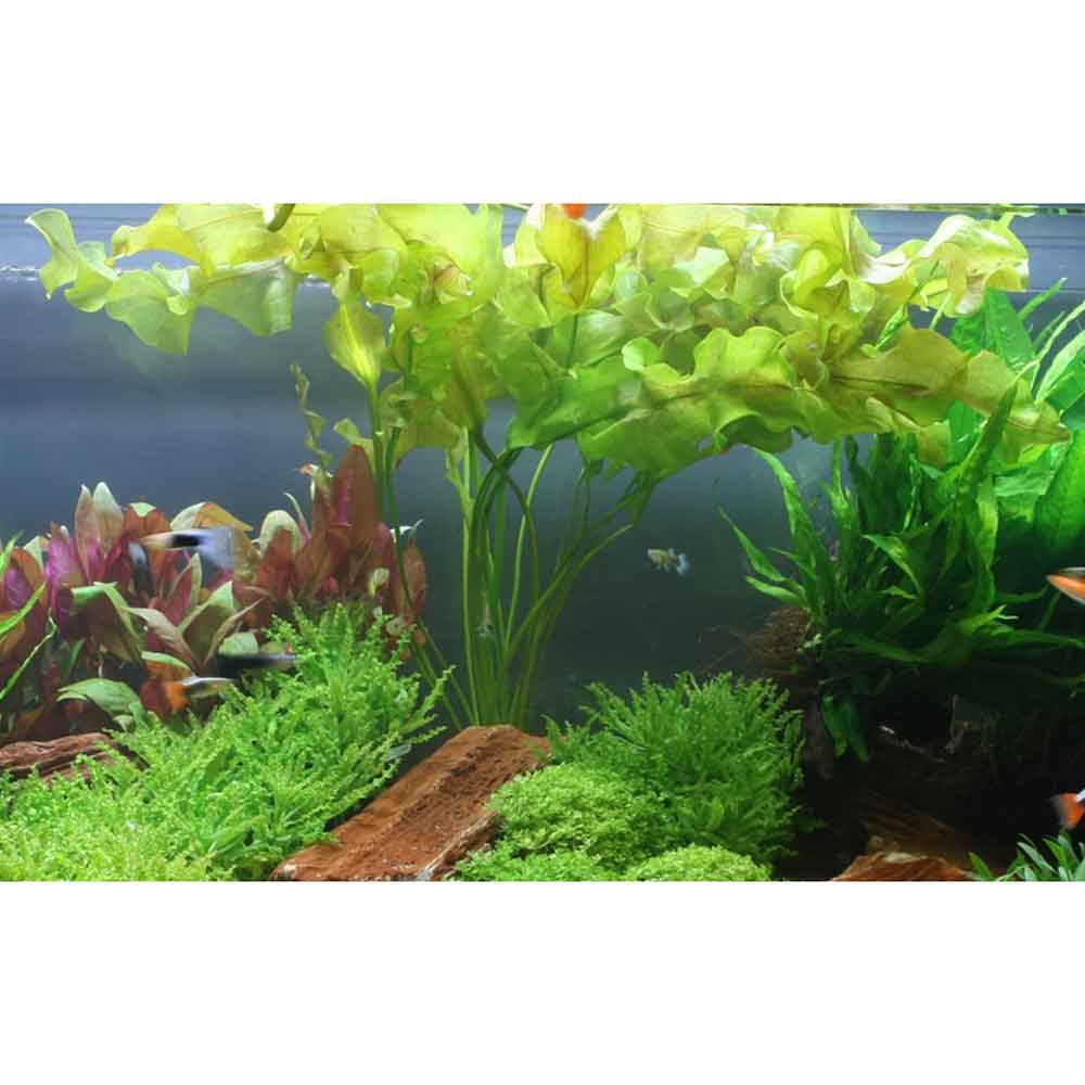 Tropica Aponogeton Ulvaceus bulbo