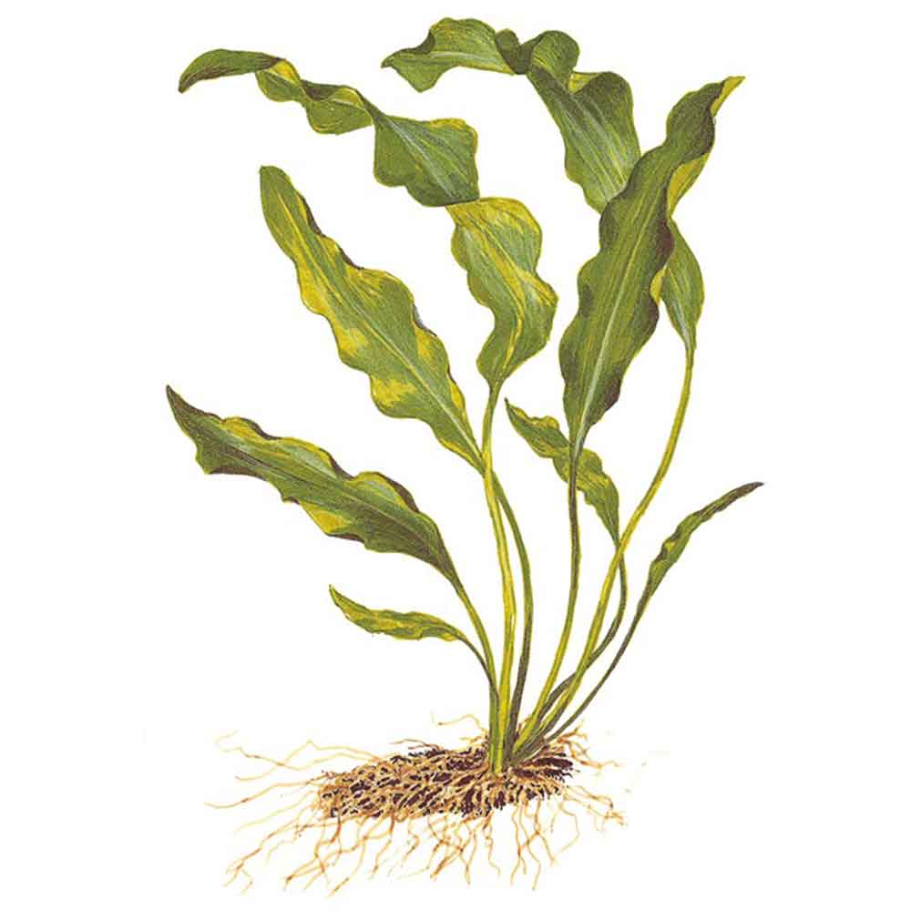 Tropica Aponogeton Ulvaceus bulbo