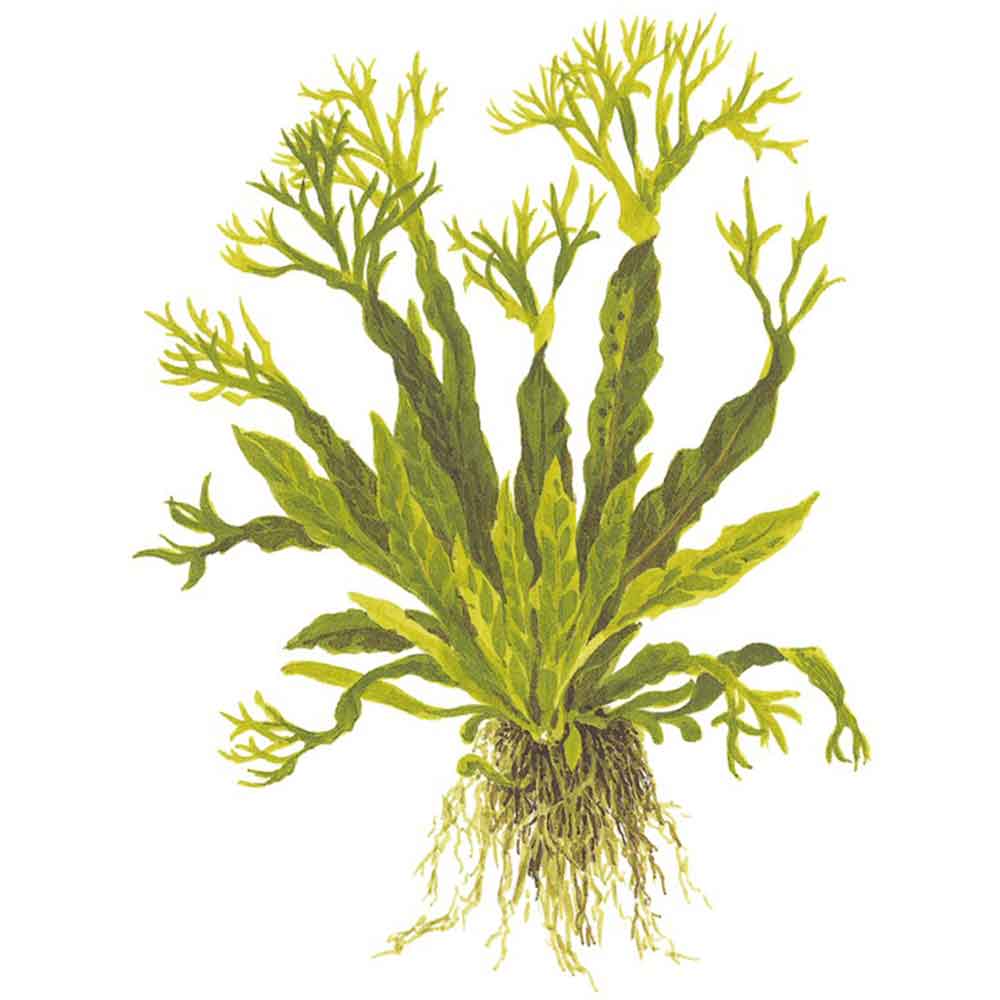 Tropica Microsorum Pteropus "'Windelov" in vasetto