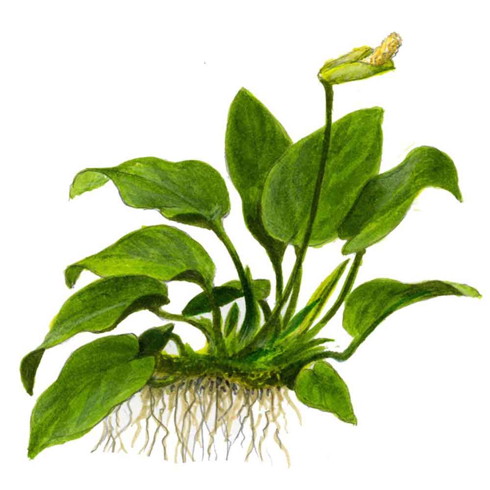 Tropica Anubias Barteri Nana in vasetto