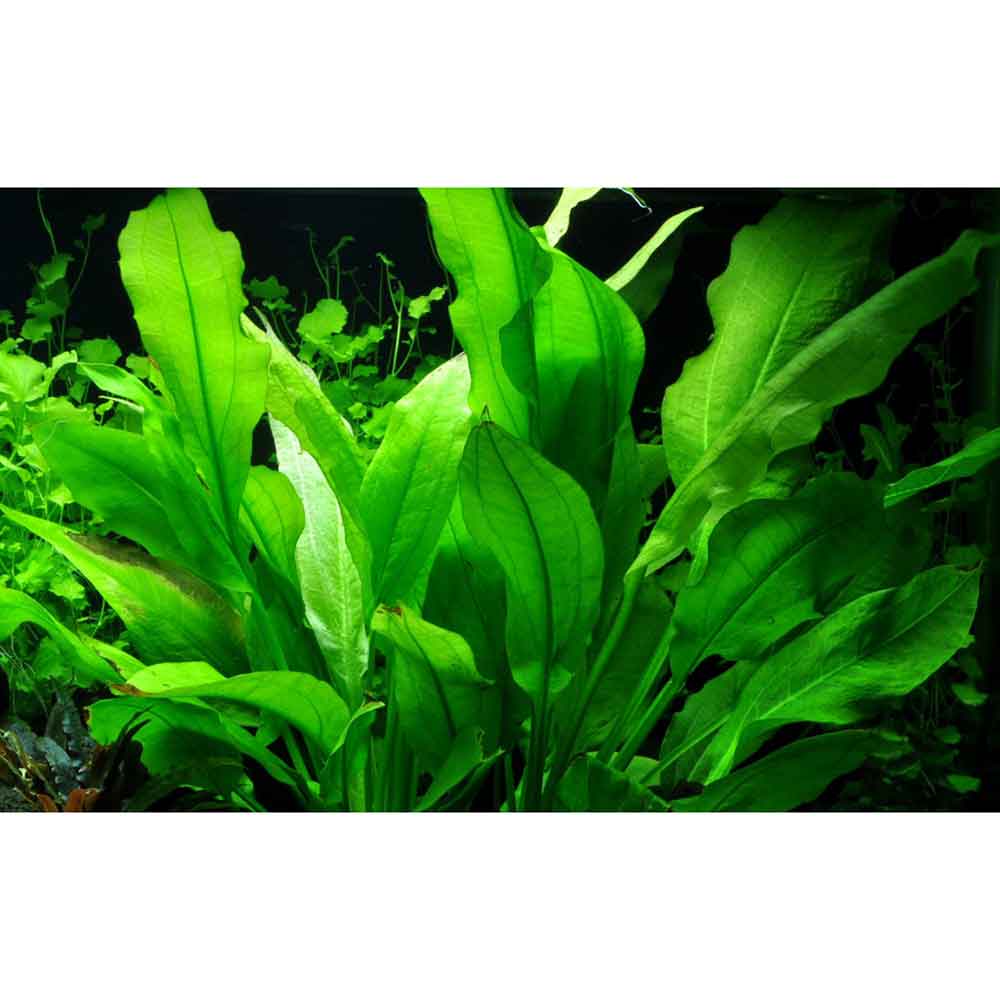 Tropica Echinodorus Bleheri "Paniculatus" in vasetto