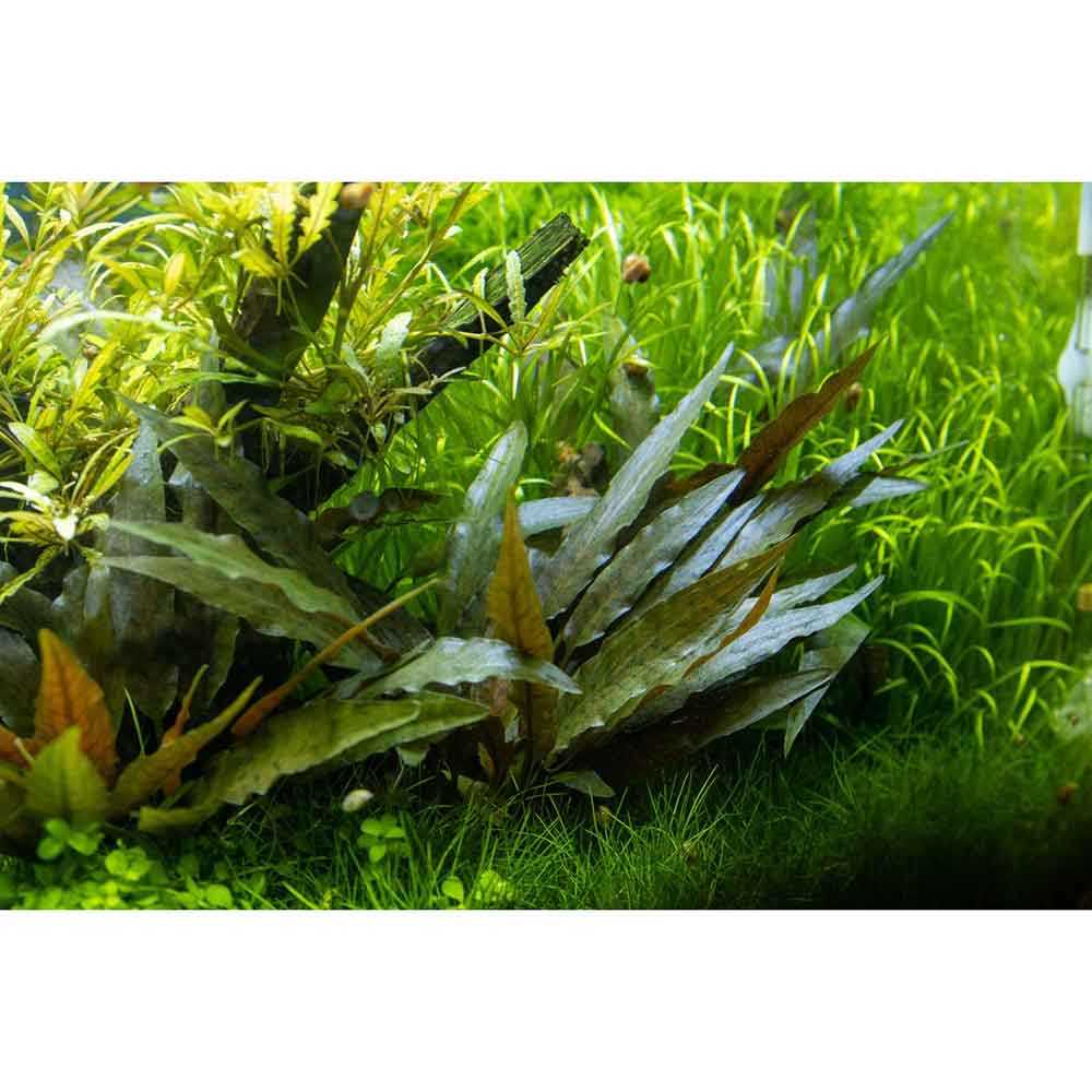 Tropica Cryptocoryne Beckettii "Petchii" in vasetto
