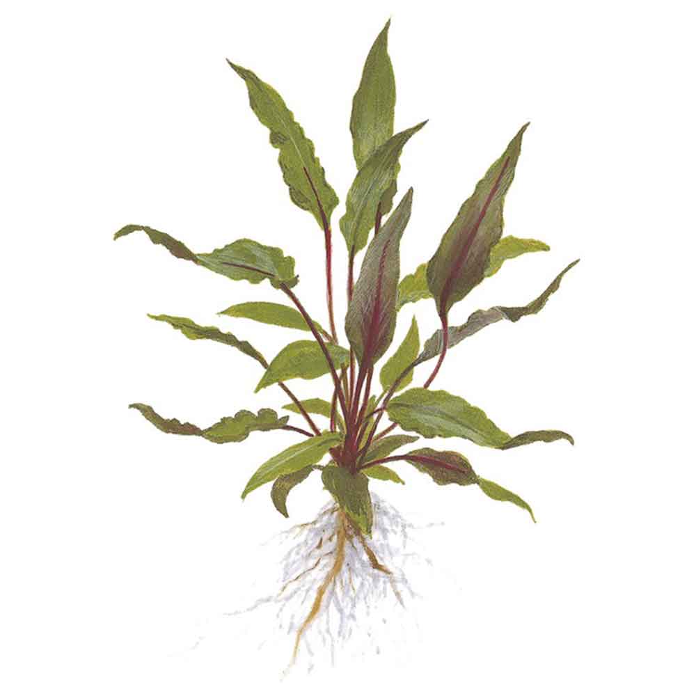 Tropica Cryptocoryne Beckettii "Petchii" in vasetto