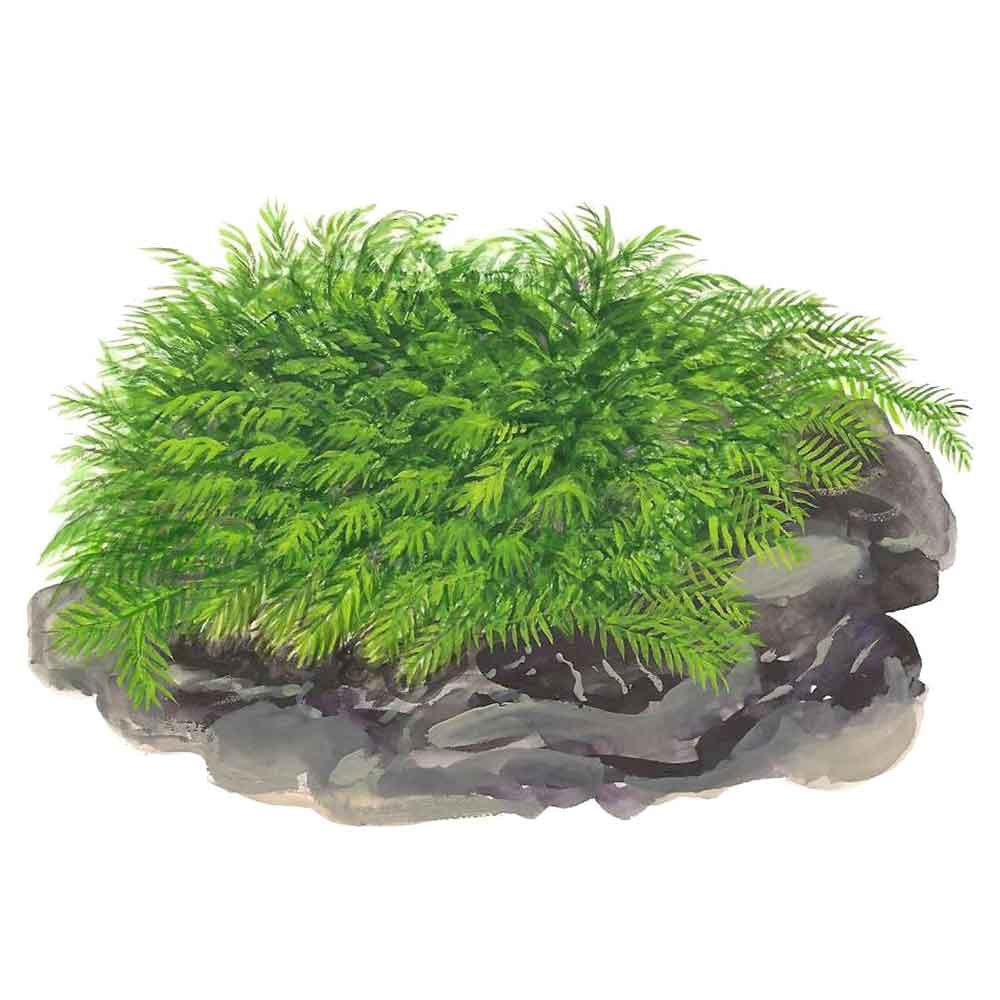 Tropica Fissidens Fontanus porzione su rete