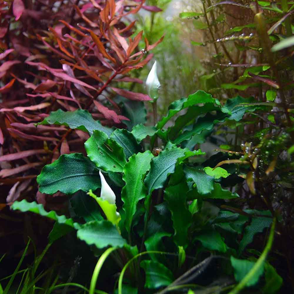 Tropica Bucephalandra 'Wavy Green'