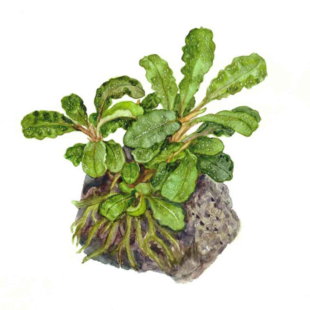 Tropica Bucephalandra 'Wavy Green'
