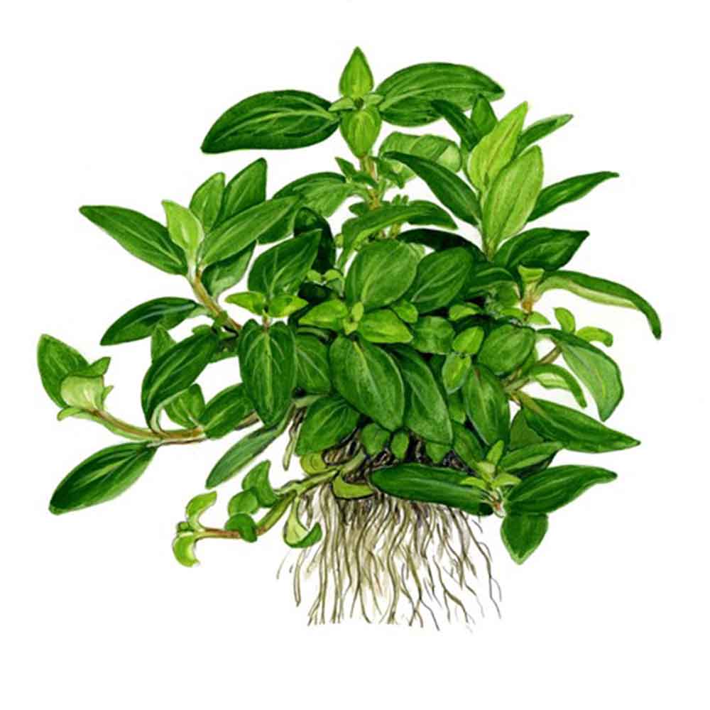 Tropica Single Package Staurogyne repens in vasetto