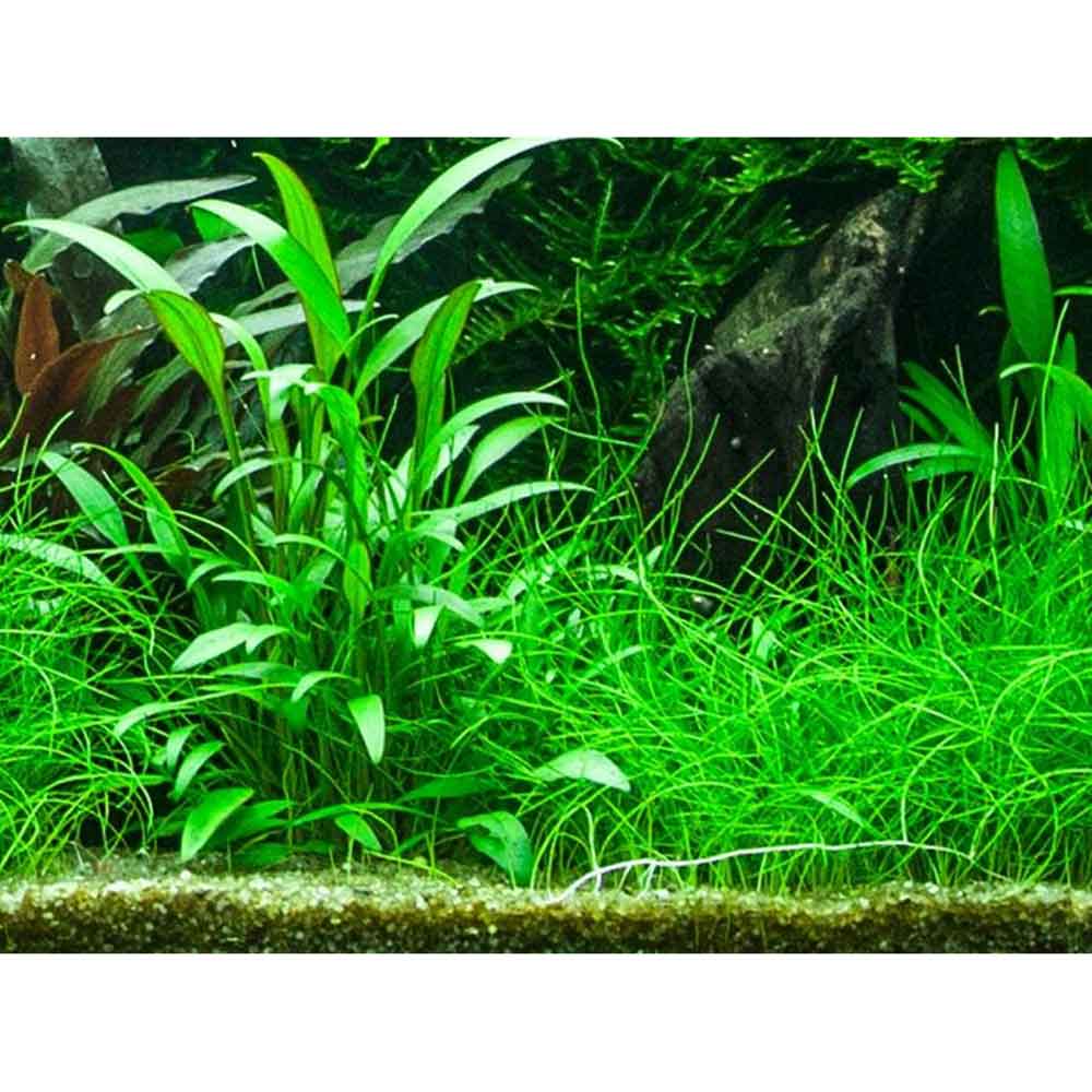 Tropica Single Package Cryptocoryne Willisii vasetto