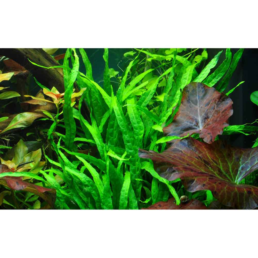 Tropica Single Package Microsorium Pteropus narrow vasetto